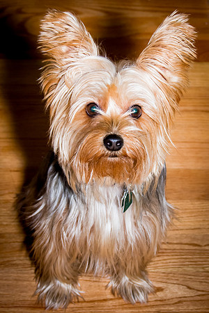 Portfolio Pets007